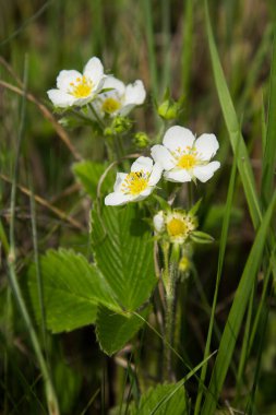 Çayırdaki çimlerin arasında çilekler açar.