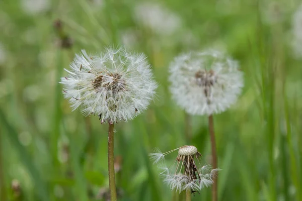 Dandelion Produces Seeds Weeds — Stockfoto