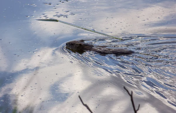 Rat Musqué Nage Dans Lac Ciel Reflète Dans Eau — Photo