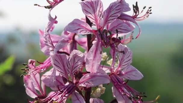 Flor dictamus mencionado en la Biblia. Entender la visión de las plantas que necesitan protección. — Vídeos de Stock