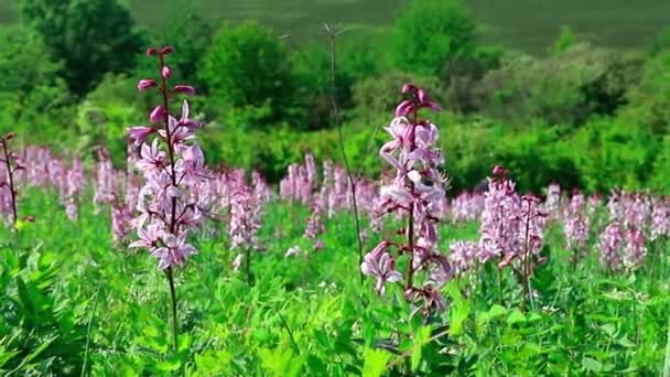 Dictamus flower mentioned in the bible. Understanding view of plants in need of protection. — Stock Video