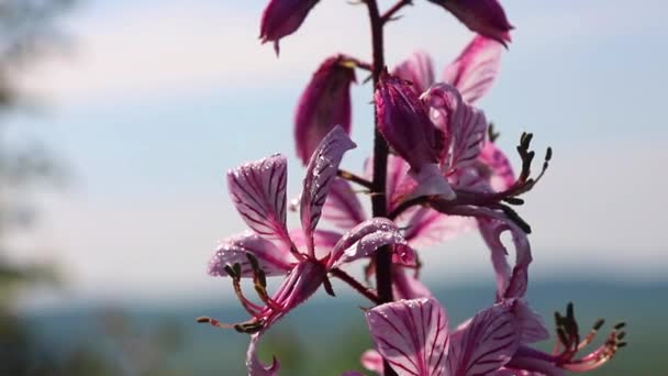 Dictamus flower mentioned in the bible. Understanding view of plants in need of protection. — Stock Video