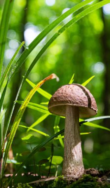Ormandaki doğal ortamda mantar