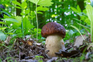 Ormandaki doğal ortamda mantar