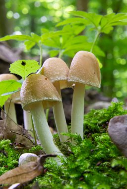 Ormandaki doğal ortamda mantar
