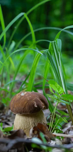 Paddenstoel Natuurlijke Omgeving Het Bos — Stockfoto