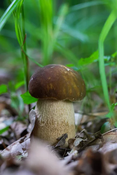 Paddenstoel Natuurlijke Omgeving Het Bos — Stockfoto