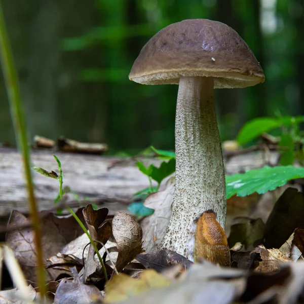 Paddenstoel Natuurlijke Omgeving Het Bos — Stockfoto