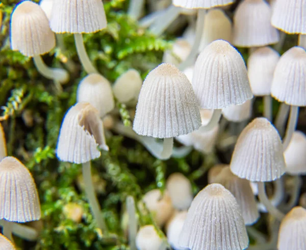 Mushroom Natural Environment Forest — Stock Photo, Image