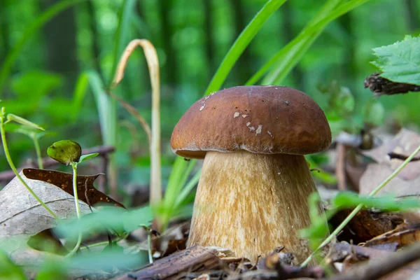 Paddenstoel Natuurlijke Omgeving Het Bos — Stockfoto