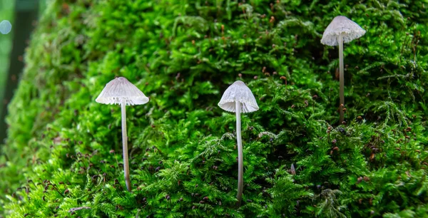 Mushroom Natural Environment Forest — Stock Photo, Image