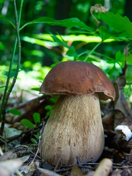 Fungo Nell Ambiente Naturale Della Foresta — Foto Stock