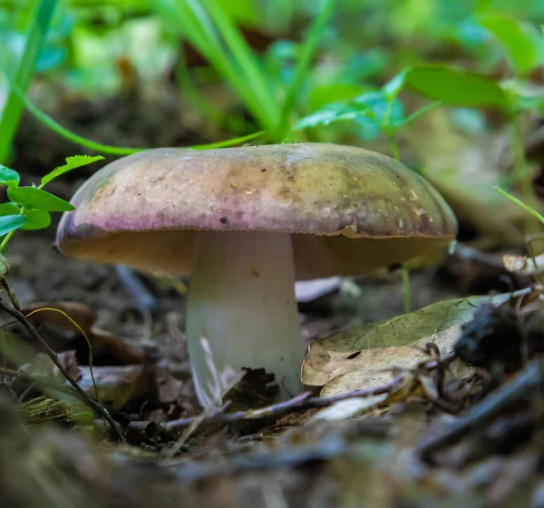 Svamp Den Naturliga Miljön Skogen — Stockfoto