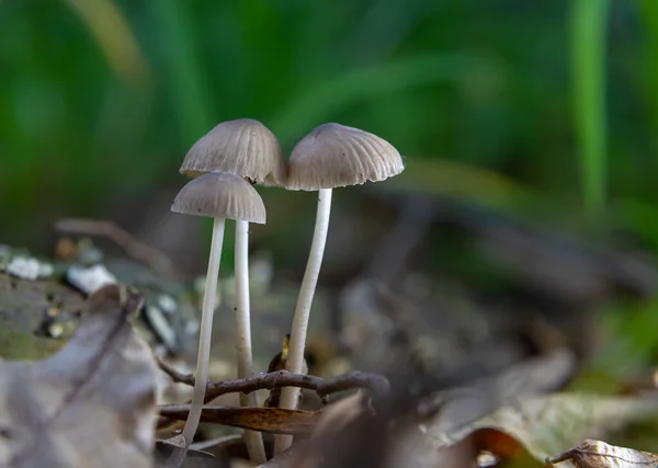 Fungo Nell Ambiente Naturale Della Foresta — Foto Stock