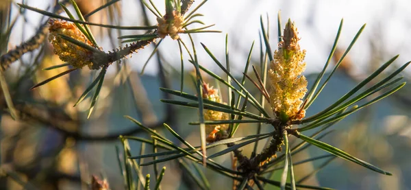 Frühling Blüht Die Kiefer Nahaufnahme Auf Himmelshintergrund — Stockfoto