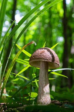 Ormandaki doğal ortamda mantar