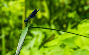 Yazın nehir kenarında yeşil bir yaprağın üzerinde yusufçuk.
