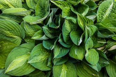 Bahçedeki bitkilerin yeşil yaprakları. doku