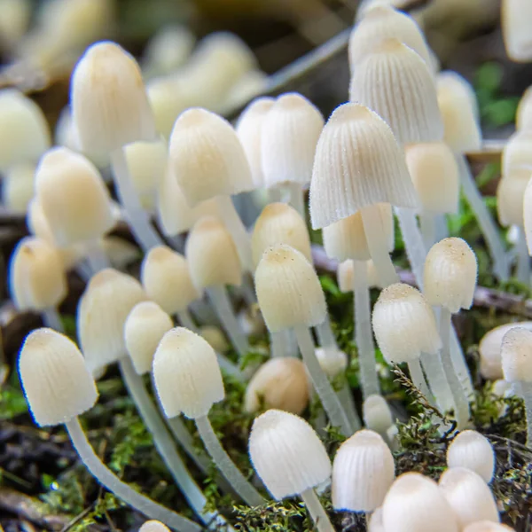 Mushroom Natural Environment Forest — Stock Photo, Image