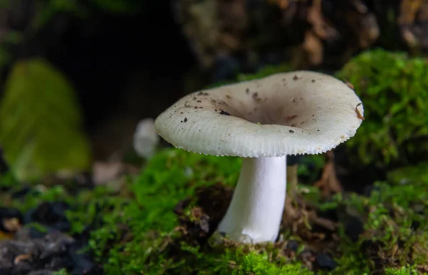 Paddenstoel Natuurlijke Omgeving Het Bos — Stockfoto