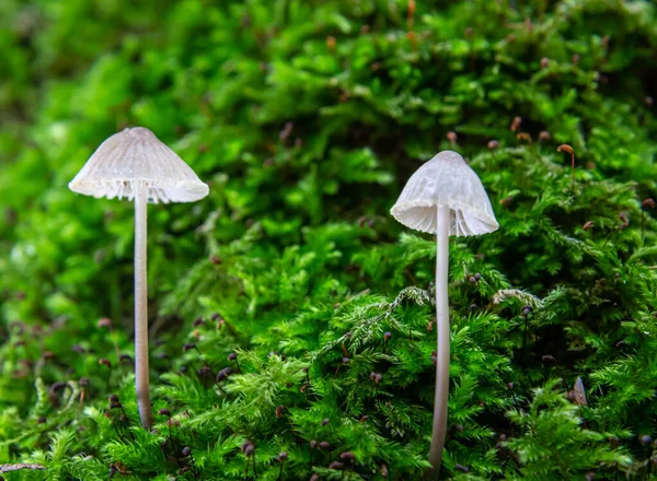 Mushroom Natural Environment Forest — Stock Photo, Image