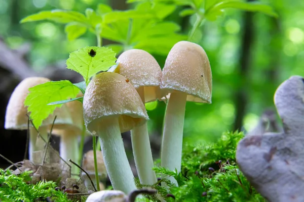 Mushroom Natural Environment Forest — Stock Photo, Image