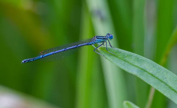 Libélula Sobre Una Hoja Verde Verano Cerca Del Río — Foto de Stock