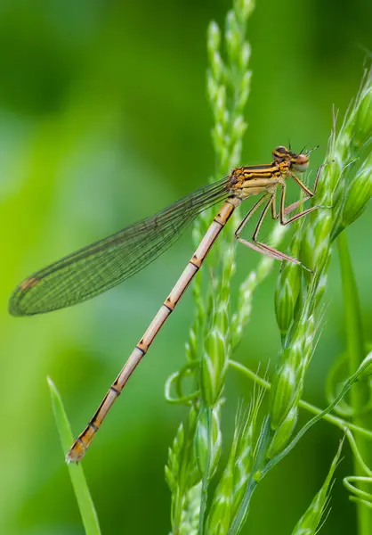 Libélula Sobre Una Hoja Verde Verano Cerca Del Río — Foto de Stock