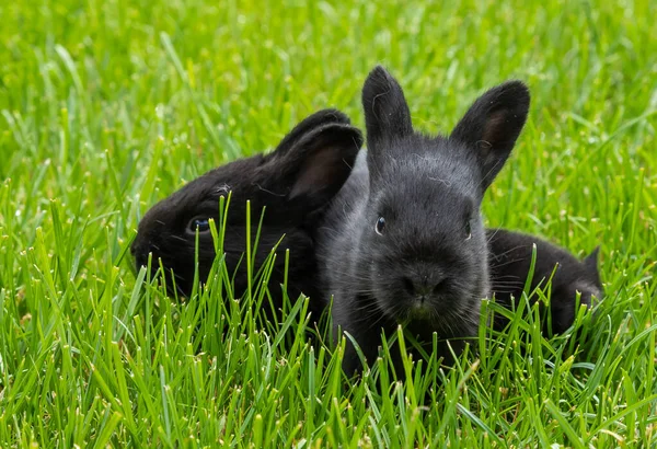 Little Black Rabbits Green Grass — Stock Photo, Image