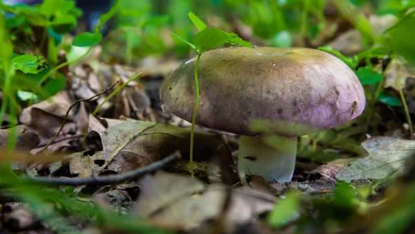 Paddenstoel Natuurlijke Omgeving Het Bos — Stockfoto