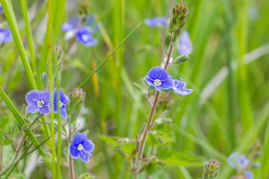 Mavi kır çiçekleri çimlerin üzerine kapanır. güneşli bir gün