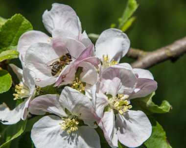 Bahçede elma ağacı çiçek açar. arılar nektar ve polen toplar