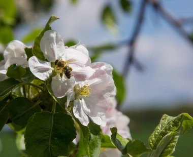 Bahçede elma ağacı çiçek açar. arılar nektar ve polen toplar