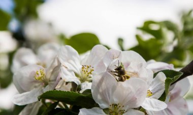 Bahçede elma ağacı çiçek açar. arılar nektar ve polen toplar