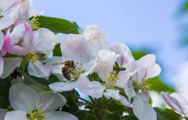 Bahçede elma ağacı çiçek açar. arılar nektar ve polen toplar