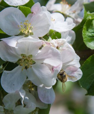 Bahçede elma ağacı çiçek açar. arılar nektar ve polen toplar