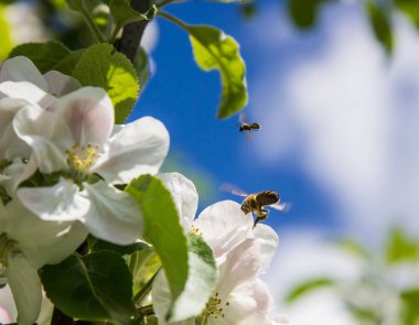 Bahçede elma ağacı çiçek açar. arılar nektar ve polen toplar