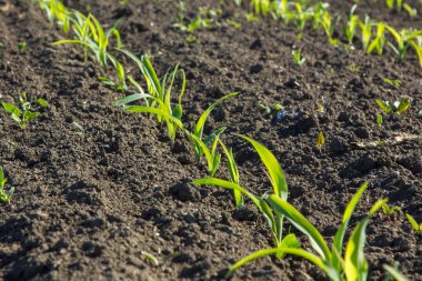 Baharda mısır tarlası. Bitkilerin parçaları düz bir çizgide büyümeye başladı. Bir tarım işletmesinin alanı