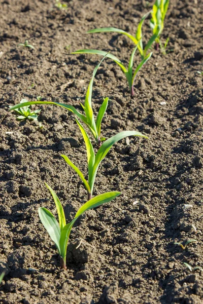 春にトウモロコシ畑 植物の一部は直線的に成長し始めました 農業法人の分野 — ストック写真