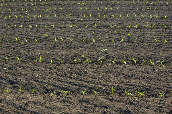Campo Com Milho Primavera Parposts Plantas Começaram Crescer Uma Linha — Fotografia de Stock