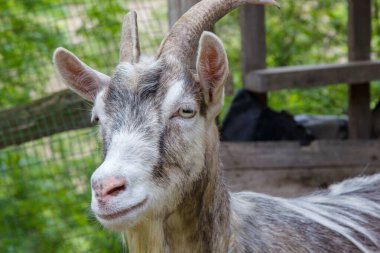 Kırsal alanda bir keçi Yazın kapalı