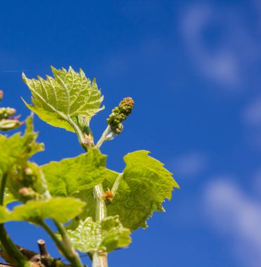 Gökyüzünün arka planında yeşil yapraklı sarmaşık güneşli havada