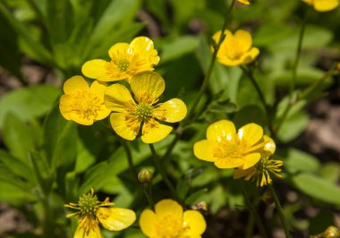 Yabani sarı çiçekler çimlerin üzerine kapanır. güneşli bir gün