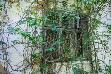 Terk edilmiş bir evin penceresi kırılmış bir bitki örtüsü.