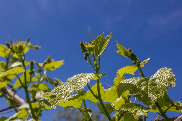 Vinná Réva Zelenými Listy Pozadí Oblohy Slunečného Počasí — Stock fotografie