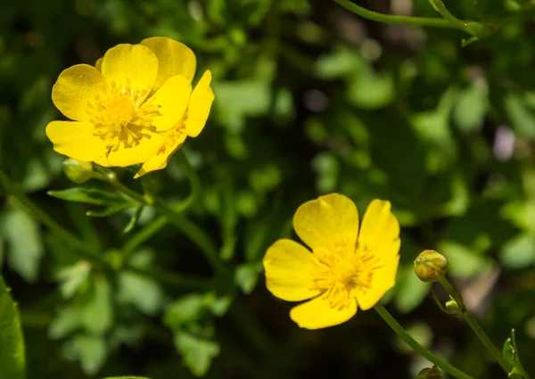 Дикі Жовті Квіти Крупним Планом Траві Сонячний День — стокове фото