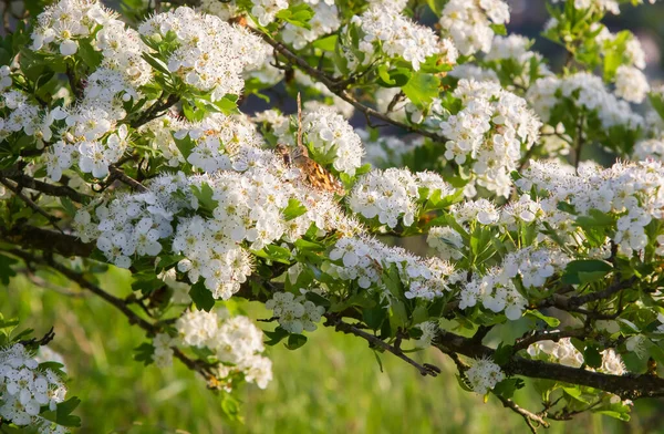 white hawthorn flowers close up in the grass. sunny day