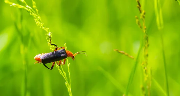 Roter Und Schwarzer Käfer Auf Grünem Blatt Sommer — Stockfoto