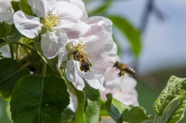 Bahçede elma ağacı çiçek açar. arılar nektar ve polen toplar