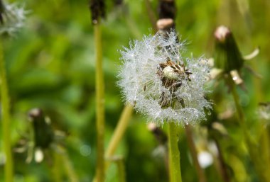 Güneşli havada su damlalarında karahindiba.